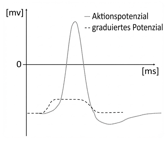 Diagramm: Spannung (mV) über Zeit (ms) mit hohem Aktionspotenzial (Spitze) und kleinerem graduiertem Potenzial (flache Welle)